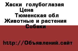  Хаски  голубоглазая! › Цена ­ 15 000 - Тюменская обл. Животные и растения » Собаки   